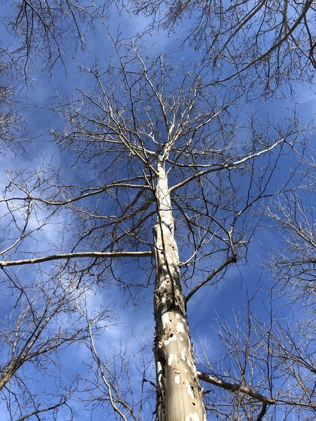 A really big sycamore tree at the trailhead