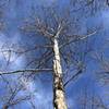 A really big sycamore tree at the trailhead