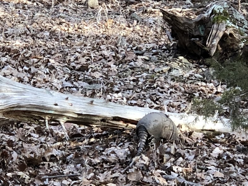 This is the second armadillo I've come across today!  In the end, there will be four.  No deer.  No nothing else.  Just armadillos.  :D