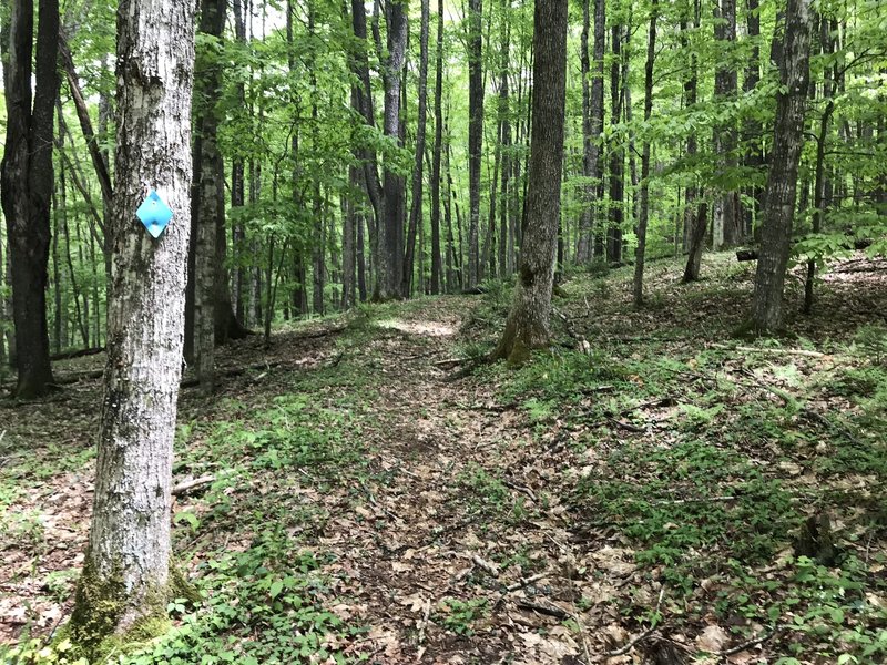 The trail climbs through wooded forest that is marked by blue diamonds.