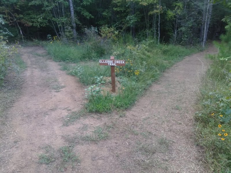 Fork on the trail.