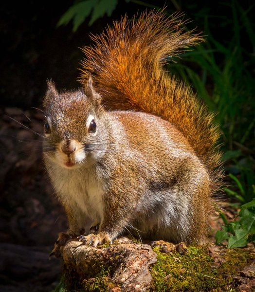 Squirrel at Rainbow Falls in the Great Smoky National Park