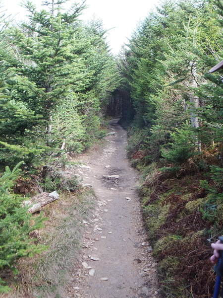 Fir forest on Mt. LeConte