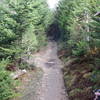 Fir forest on Mt. LeConte