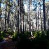 Looping through the pine wood.