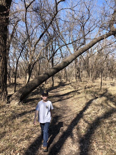 this is a fun tree to climb!