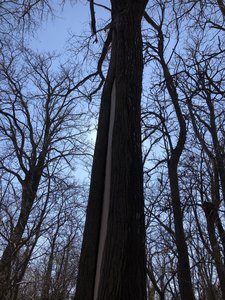 This large cottonwood tree has a huge scar at least 15 feet up it.