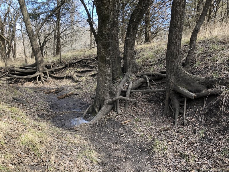 This is a neat opportunity to see the root systems of trees.