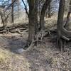 This is a neat opportunity to see the root systems of trees.