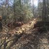 Trail opened up after old growth Hemlock cut and cleared from path.