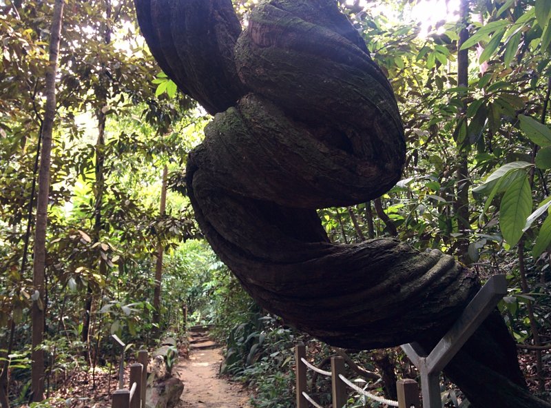 Twisted tree on the path