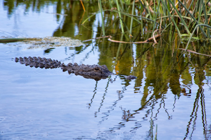 Gator at Green Cay