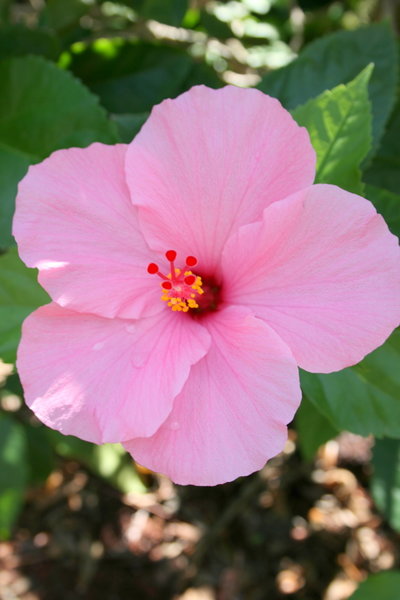 Hibiscus