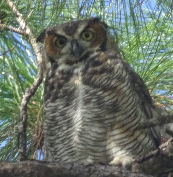 Great Horned Owl Tall Cypress Pk
