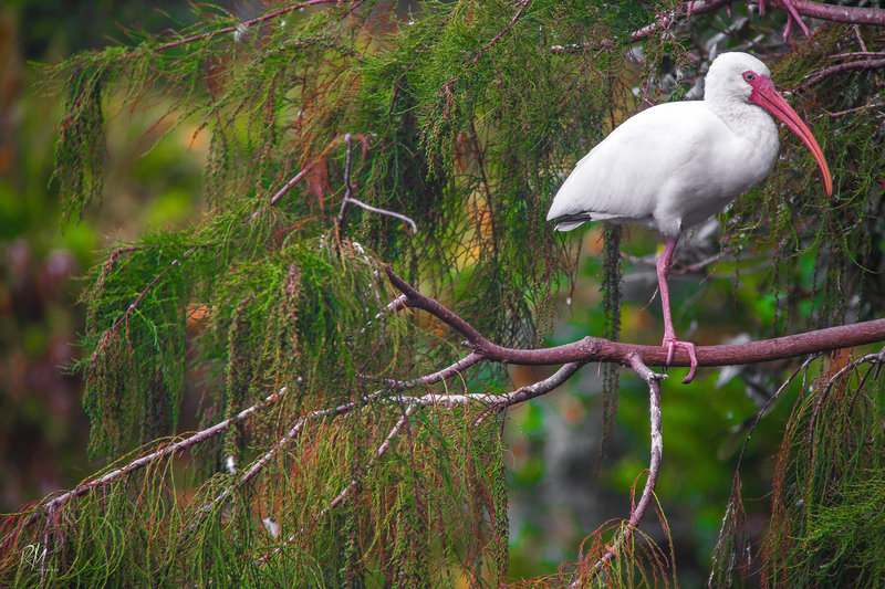 Birds may lose a leg but they adapt and survive.