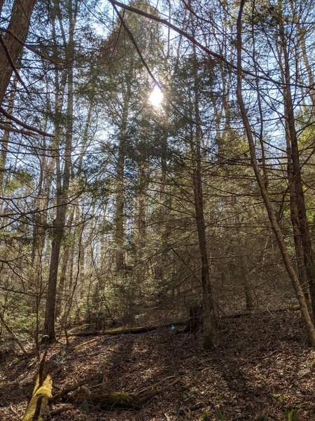 Sun peeking from behind the pines on the trail.