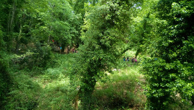 Hike through the forest.