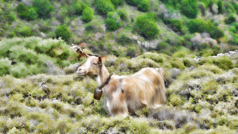 A goat on the trail.