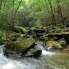 The Conasauga River, near the Conasauga River Trail and Chestnut Lead Trail intersection.