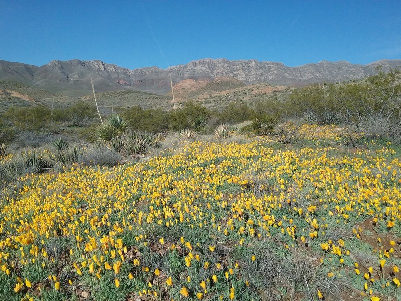 View of Franklin Mountains from the trail.