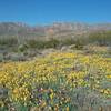 View of Franklin Mountains from the trail.