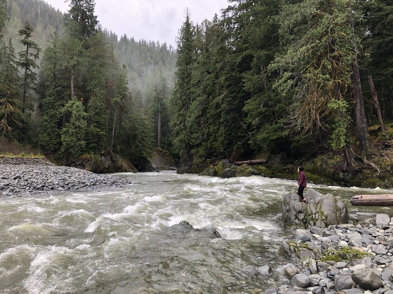 Looking into a canyon along the North Fork Quinault River