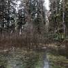 Flooding on the North Fork Quinault River Trail