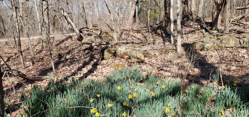 Daffodils and foundation of an old building