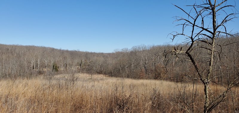 Forest meadow