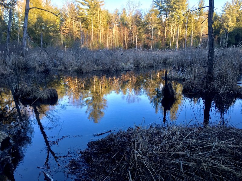 Trail crosses outflow from this marsh—watch your step.