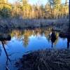 Trail crosses outflow from this marsh—watch your step.