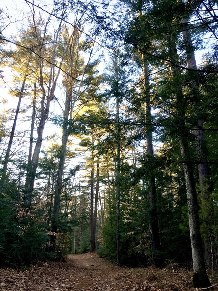 Broad trail with sunlit canopy.