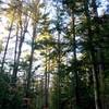 Broad trail with sunlit canopy.