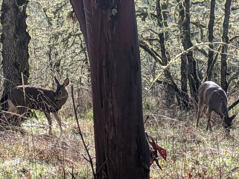 Fearless deer