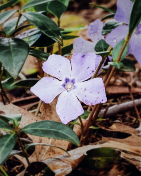 It's not yet officially spring, but flowers are starting to blossom