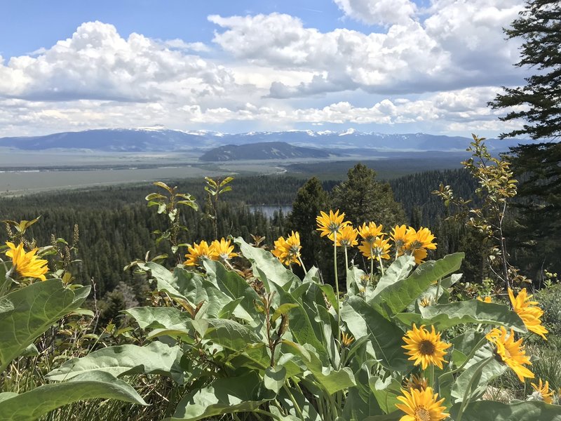 Awesome view of the local fauna and valley around the Tetons. Taken on the switchback op to amphitheater lake.