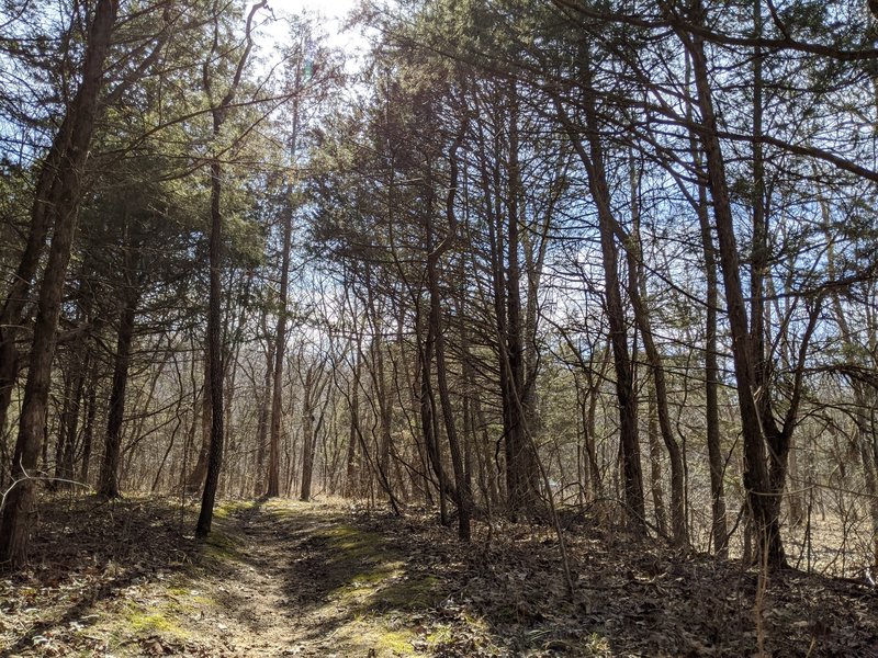 Small grove of pines provide some shade during late winter.