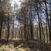 Small grove of pines provide some shade during late winter.