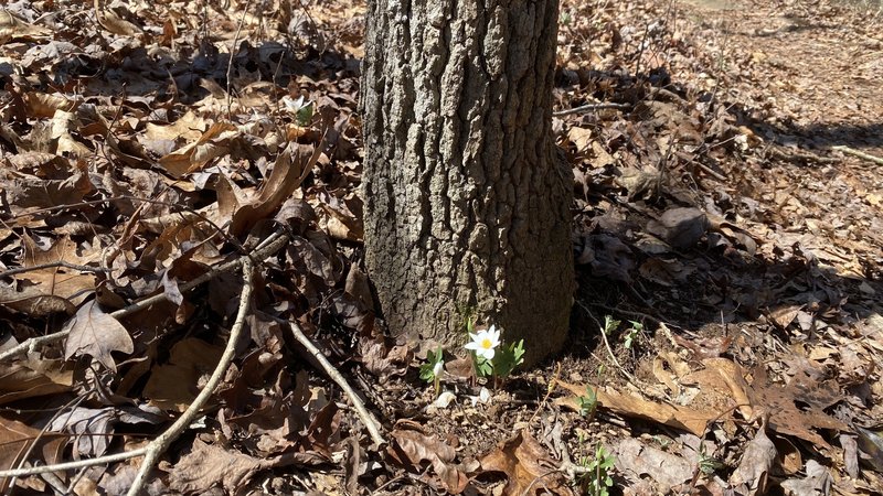 Bloodroot flower