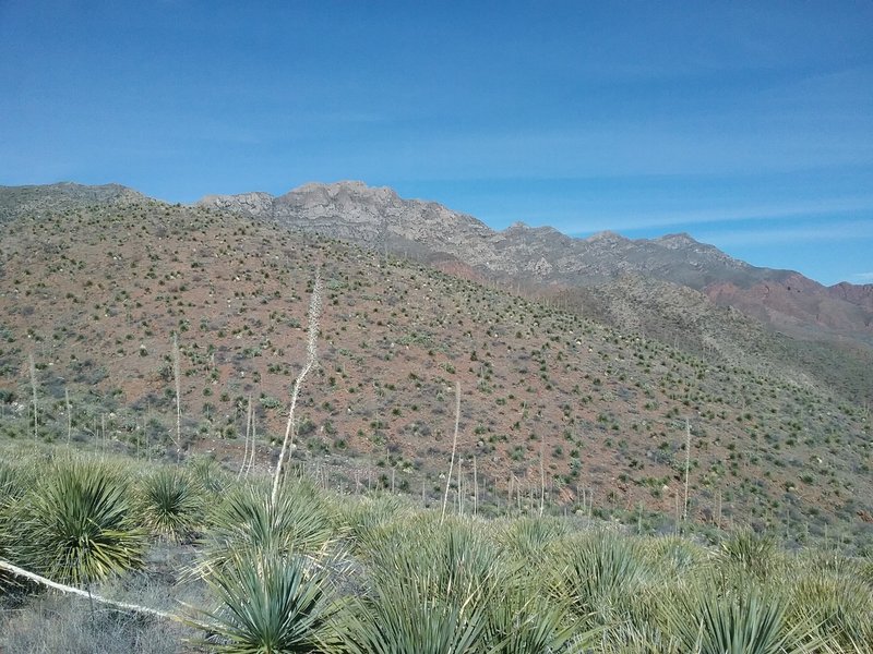 View of  Franklin Mountains from the trail