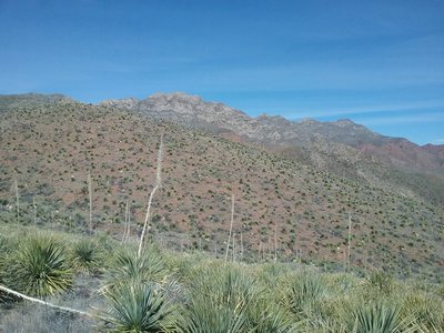 View of  Franklin Mountains from the trail