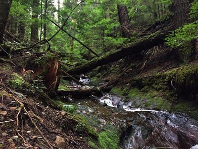 A creek on Tiger Mountain