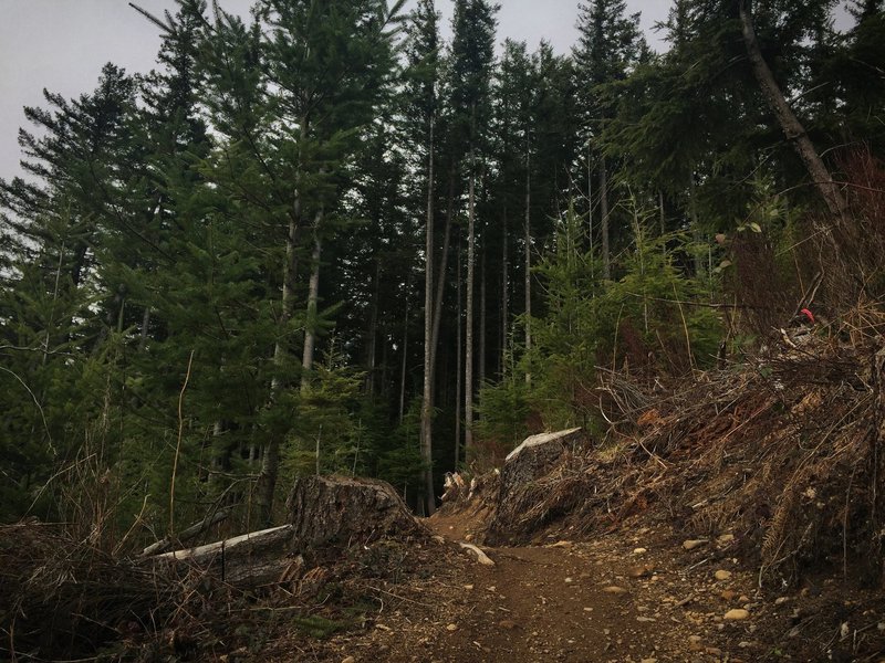 The edge of a clearcut on the Inside Passage trail