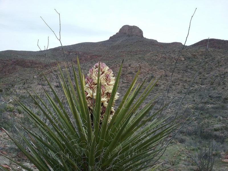 View of Mammoth Rock and Yucca in bloom.