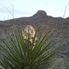 View of Mammoth Rock and Yucca in bloom.