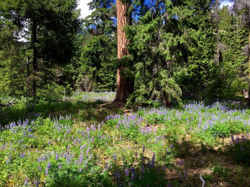 Wildflowers in a clearing in June on the Icicle Gorge Trail.