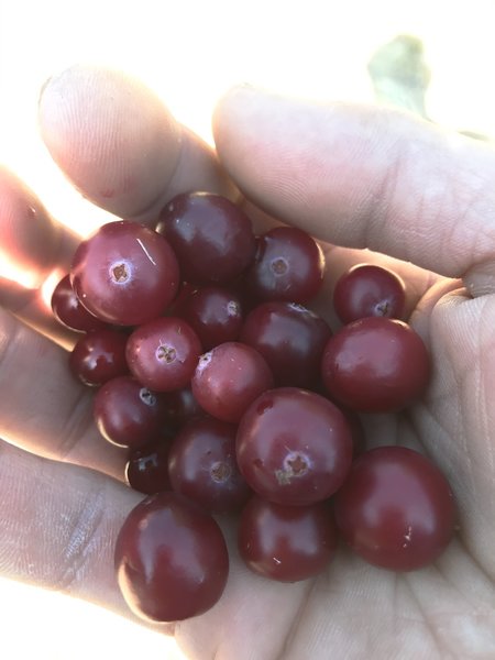 Fresh cranberries! ... tart, but delicious.