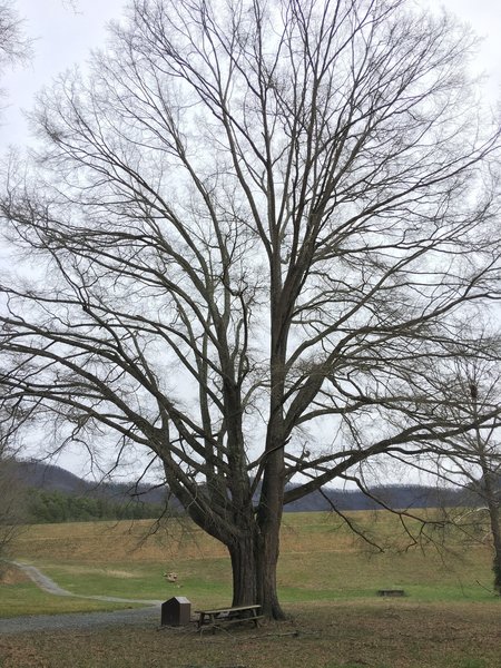 Huge tree