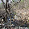 Creek Boyd Big Tree State Park Harrisburg PA 2328