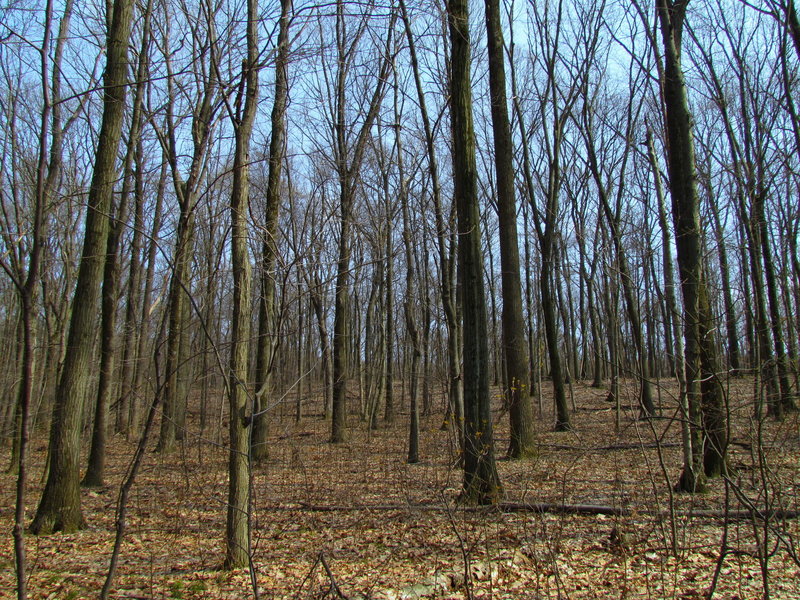 Forest Boyd Big Tree State Park Harrisburg PA 2311